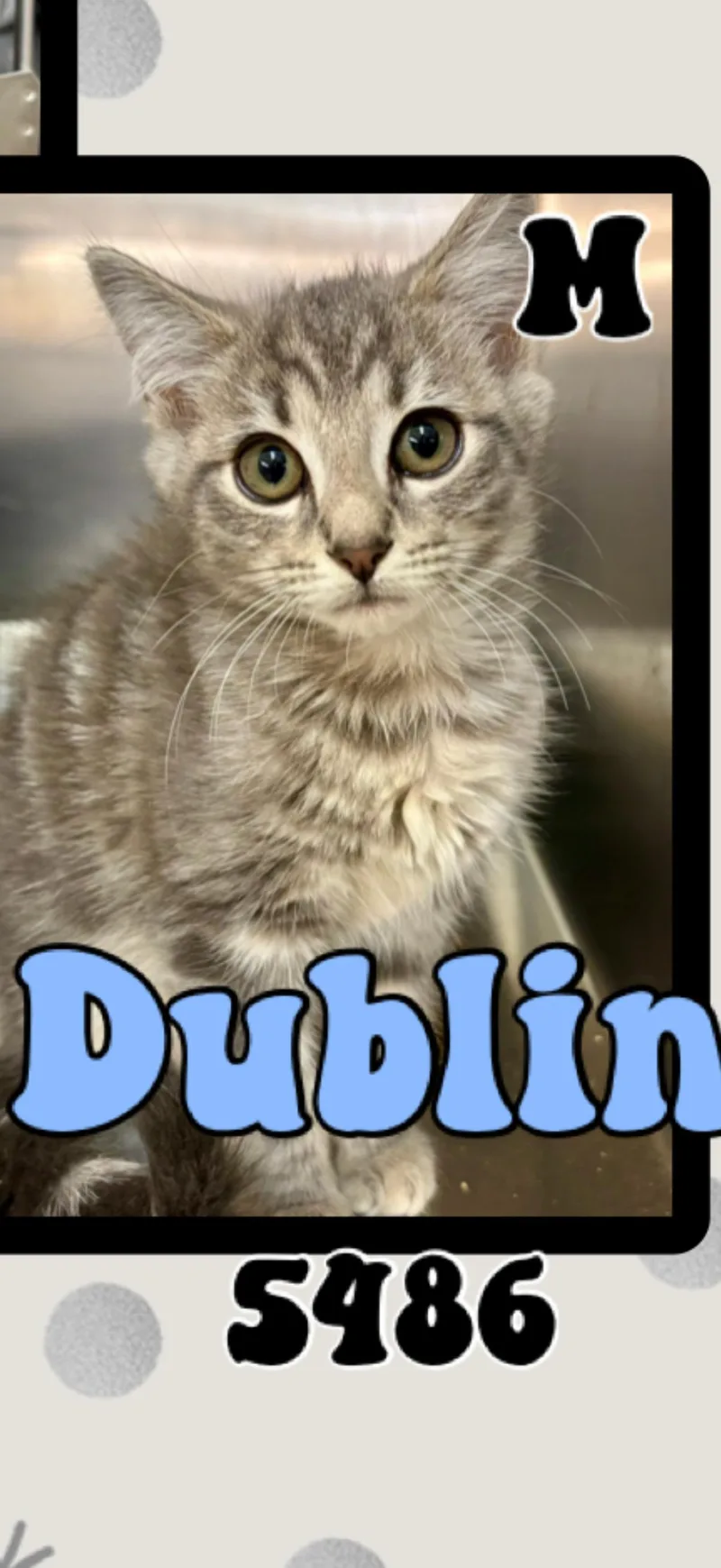 A young medium-sized male Tabby (Brown / Chocolate) American Shorthair cat named Dublin for adoption in Marvin, NC