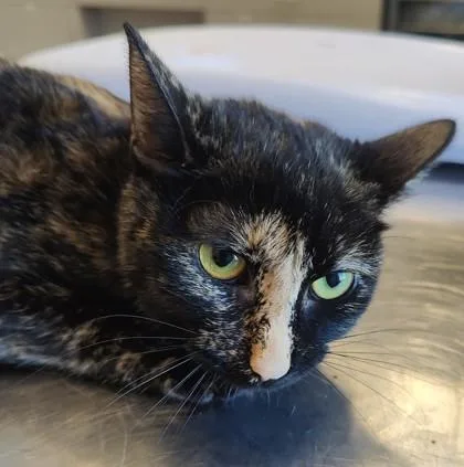 An adult medium-sized female Domestic Short Hair cat named Odette for adoption in Lafayette, IN