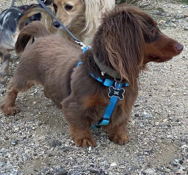 An adult small-sized male Dachshund dog named Jack for adoption in Los Angeles, CA