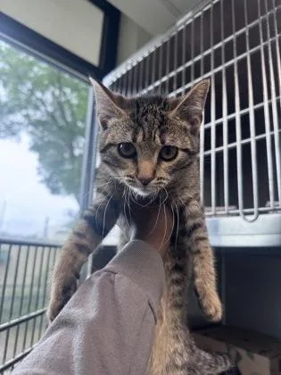 A baby small-sized male Domestic Short Hair cat named Mohammed for adoption in West Chester, PA