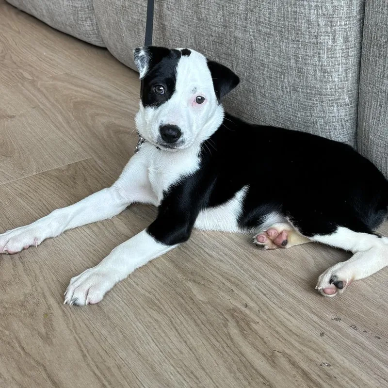 A baby medium-sized female White / Cream Labrador Retriever dog named Smiley D for adoption in Minnetonka, MN