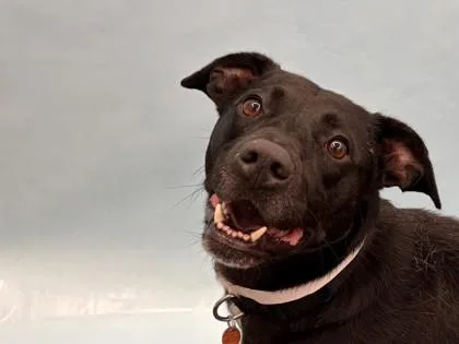 An adult large-sized female Labrador Retriever dog named Ivy for adoption in Golden Valley, MN