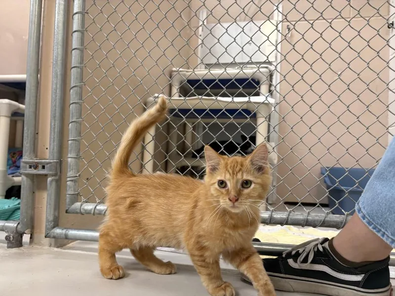 A baby medium-sized male Domestic Long Hair cat named Flash for adoption in Findlay, OH