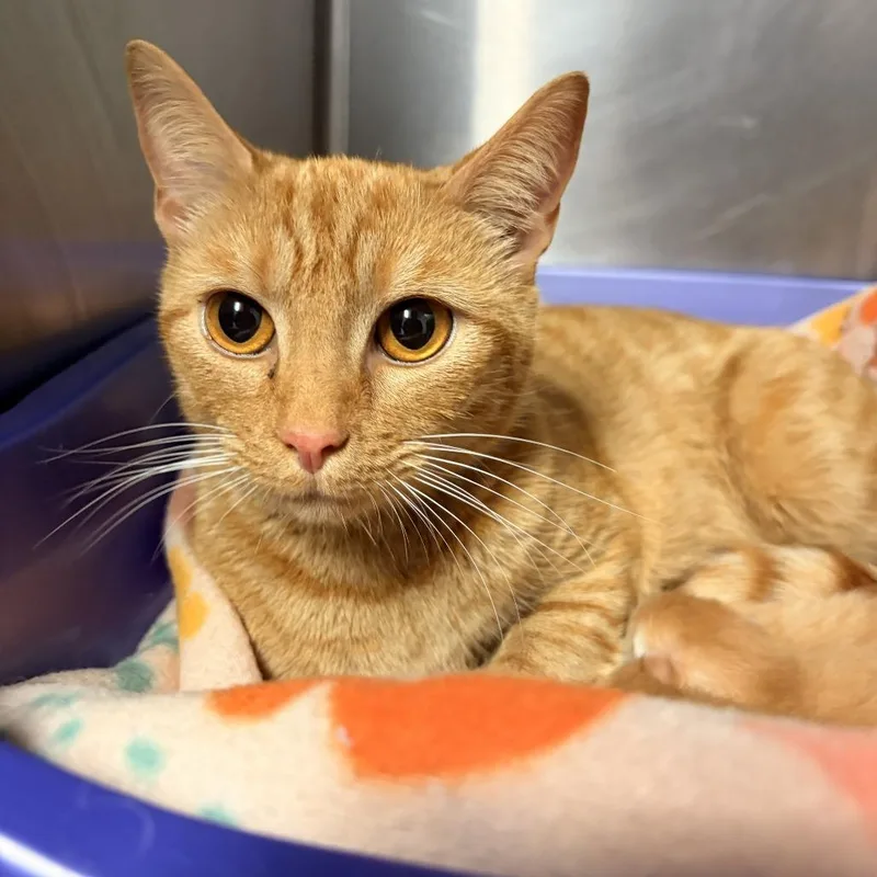 An adult medium-sized female Orange / Red Domestic Short Hair cat named Azula for adoption in Franklin, NC