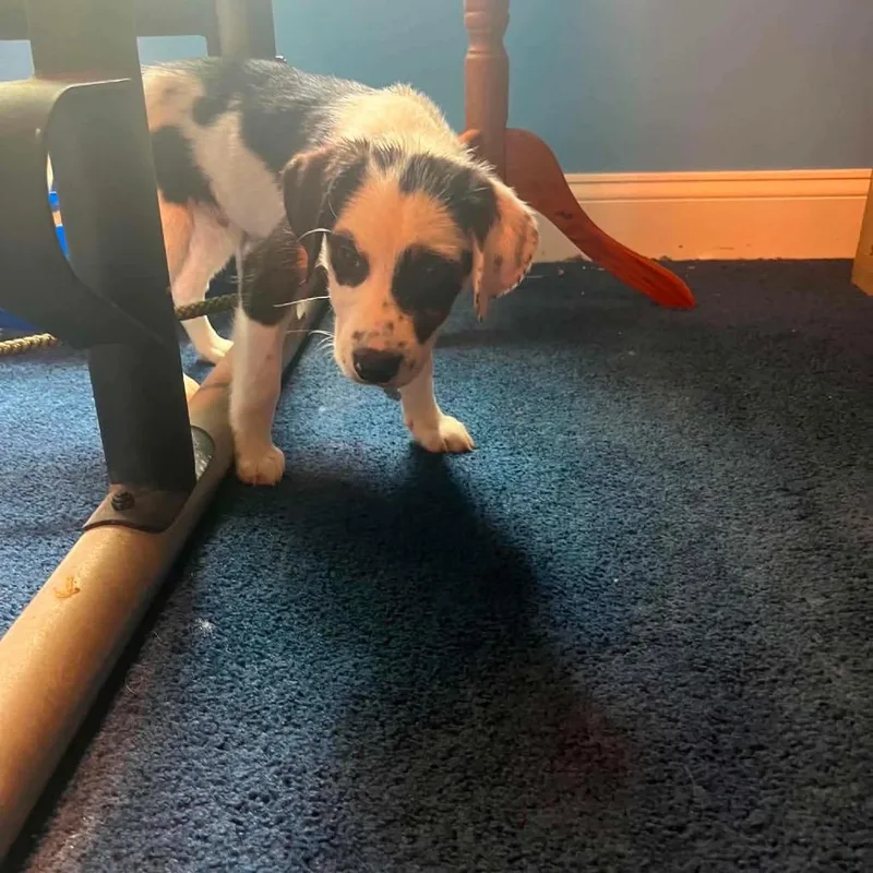 A baby small-sized male White / Cream Mixed Breed dog named D.c. for adoption in Fredericksburg, VA