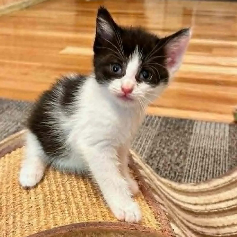 A baby small-sized female Black Domestic Short Hair cat named Josephine for adoption in Alexandria, VA