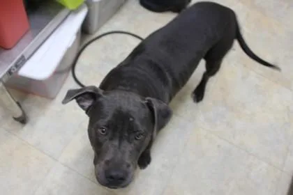A young medium-sized male Terrier dog named Smokey for adoption in Picayune, MS