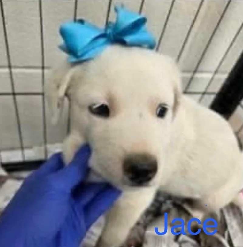 A baby large-sized male White / Cream Labrador Retriever dog named Jace for adoption in Hamilton, NJ
