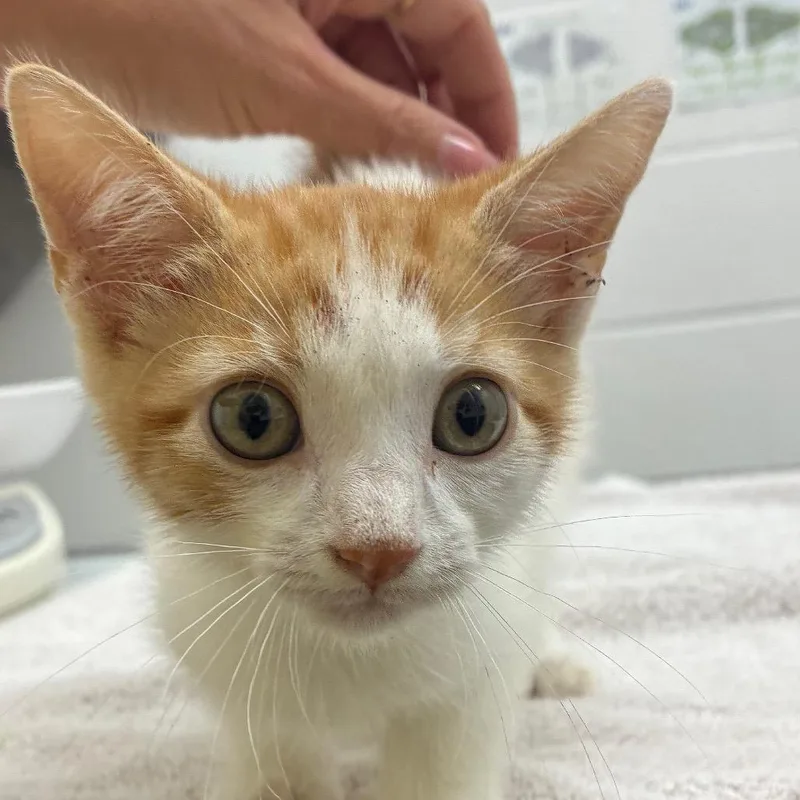 A baby small-sized male Domestic Short Hair cat named Norman for adoption in Corpus Christi, TX