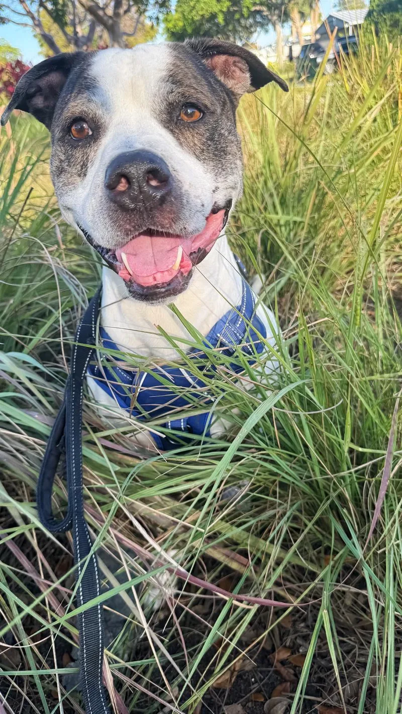 A senior large-sized male Pit Bull Terrier dog named Axel for adoption in Pompano Beach, FL