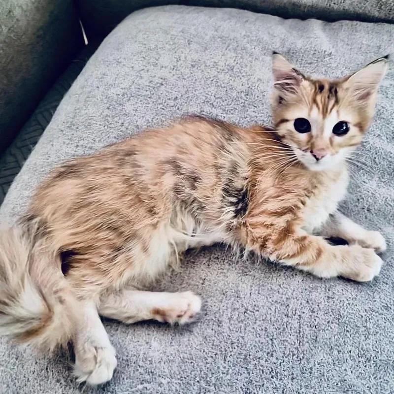 A baby small-sized male Orange / Red Domestic Medium Hair cat named Quinton and Quincy for adoption in Fort Worth, TX