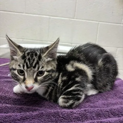 A baby small-sized male Brown / Chocolate Domestic Short Hair cat named Tom Foolery for adoption in Murray, UT