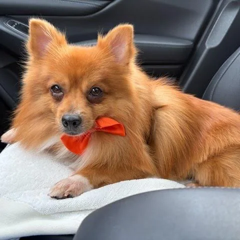 An adult small-sized male Pomeranian dog named Pete for adoption in Northville, MI