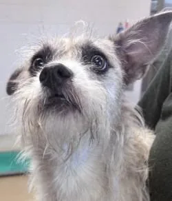 A baby medium-sized female Shih Tzu dog named Blossom for adoption in Brenham, TX
