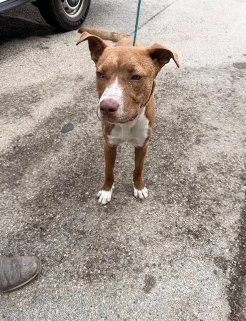 A young medium-sized male Mixed Breed dog named Ben for adoption in Dallas, TX