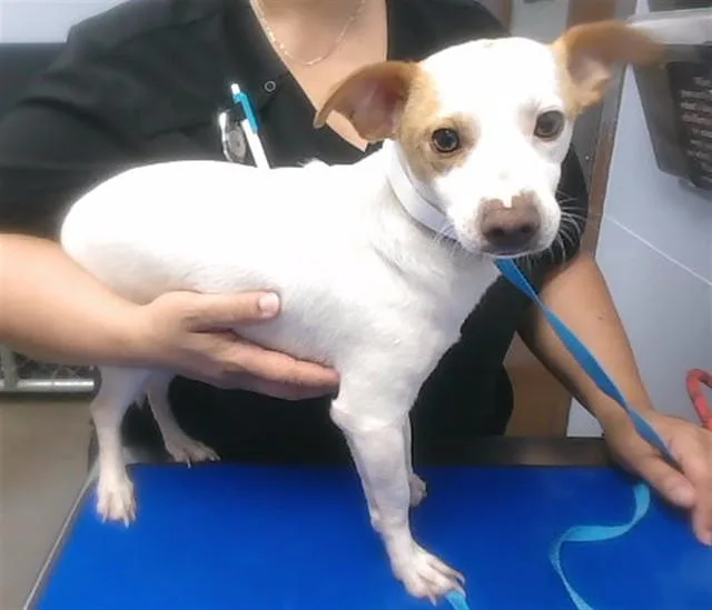 An adult small-sized male Chihuahua dog named Spirit for adoption in Phoenix, AZ