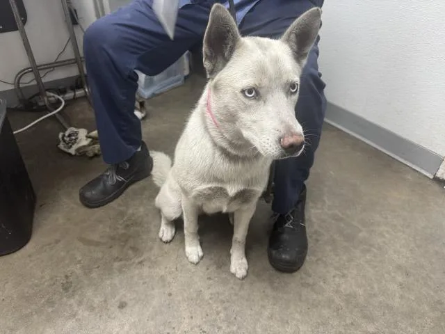 A young large-sized female Husky dog named Renie for adoption in Los Angeles, CA