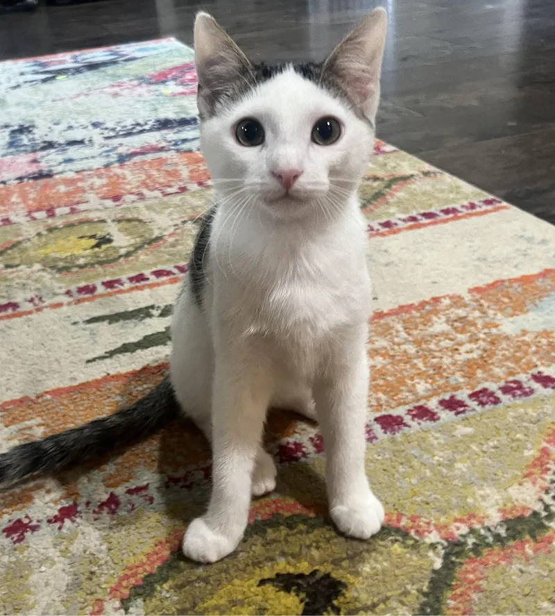 A young medium-sized male White Domestic Short Hair cat named Ridge for adoption in Bentonville, AR