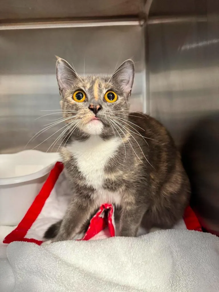 A young small-sized female Domestic Short Hair cat named Selena for adoption in Sebastian, FL