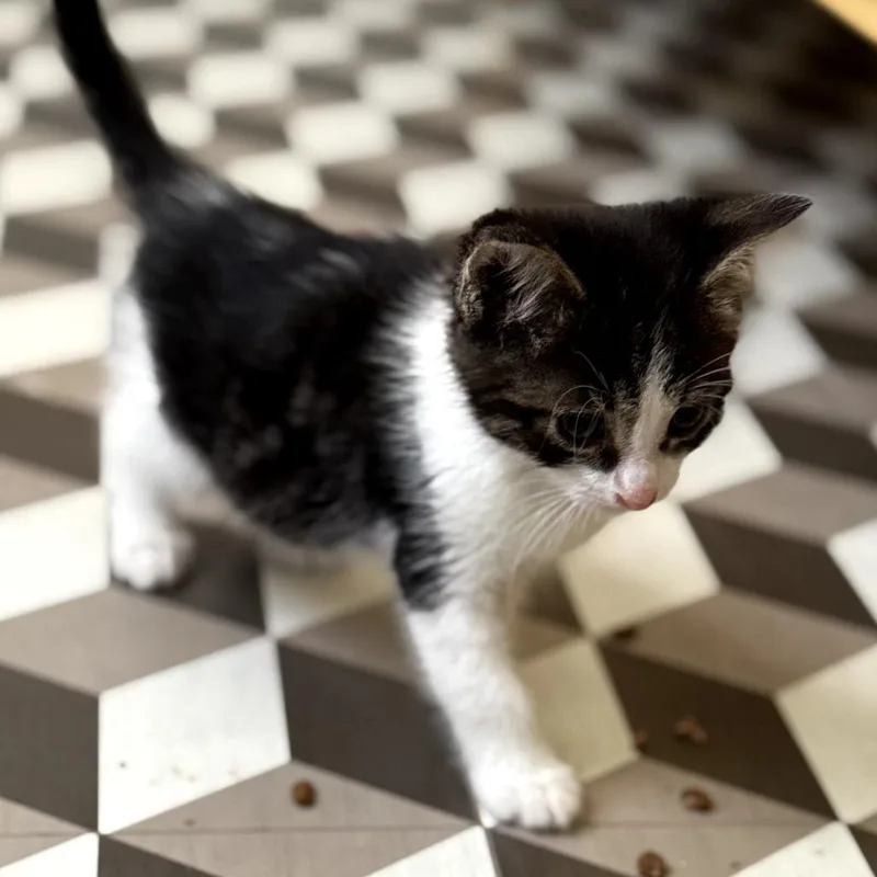 A baby small-sized male Brown / Chocolate Domestic Short Hair cat named Fluffy for adoption in Long Beach, CA
