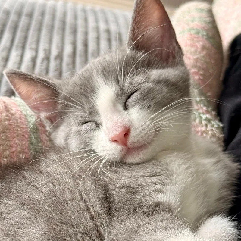 A baby small-sized female Gray / Blue / Silver Domestic Short Hair cat named Mila for adoption in Houston, TX