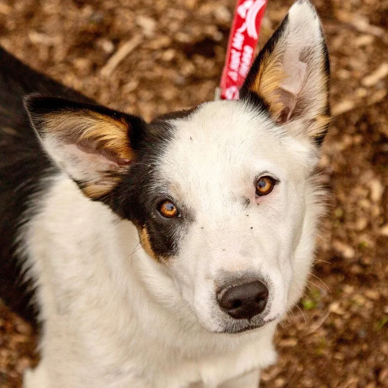 An adult medium-sized male Border Collie dog named Lobo for adoption in Bloomfield, CT