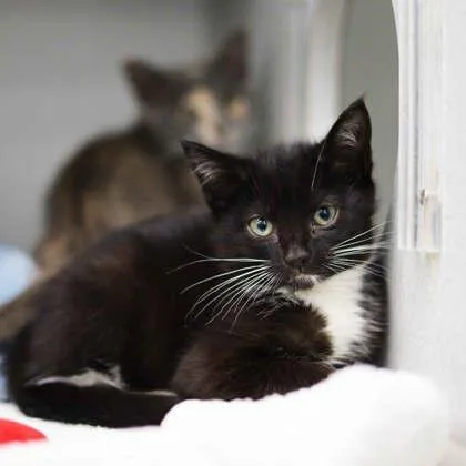 A baby small-sized female Black Domestic Short Hair cat named Gorjeena for adoption in Atlanta, GA