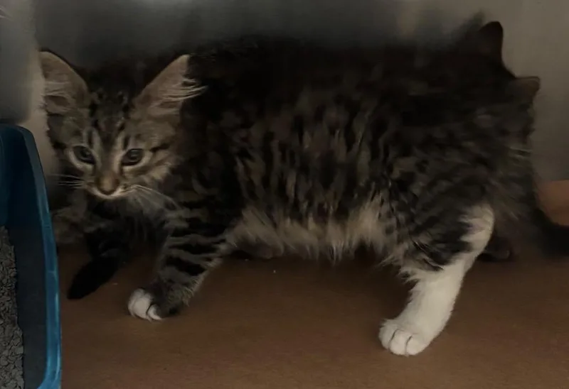 A baby large-sized male Domestic Short Hair cat named Benji for adoption in Cartersville , GA