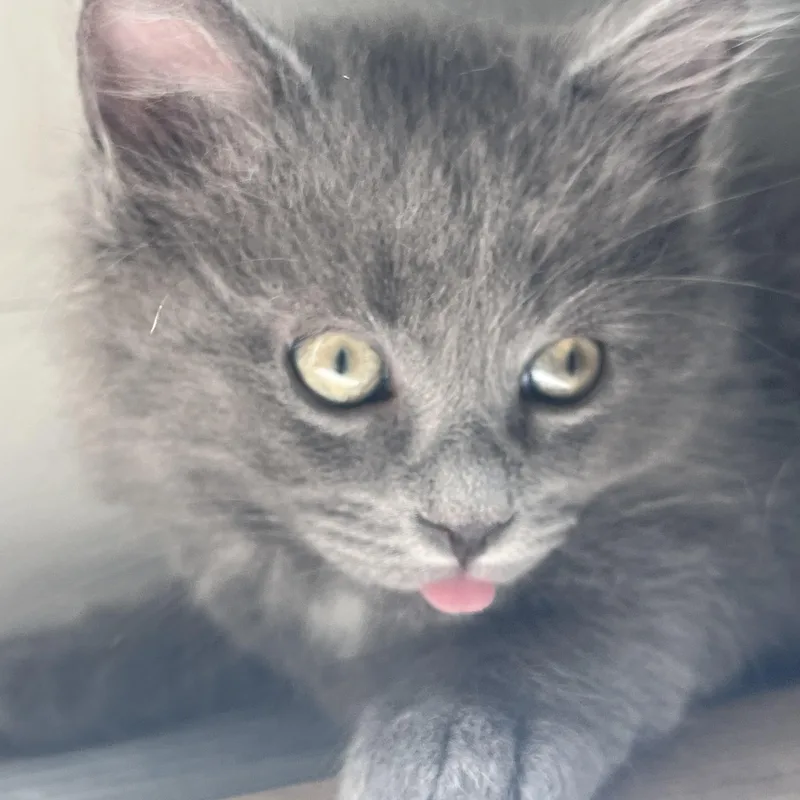 A baby medium-sized male Gray / Blue / Silver Domestic Medium Hair cat named Woody for adoption in Sewell, NJ