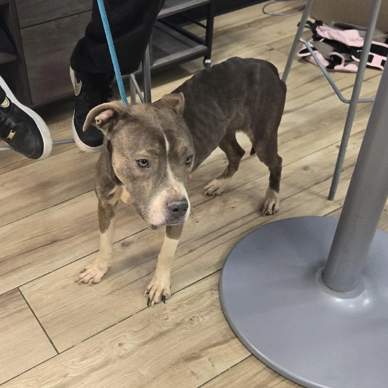 A senior small-sized female Gray / Blue / Silver Pit Bull Terrier dog named Gigi for adoption in Newark, NJ