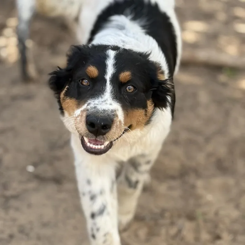 A baby medium-sized male Tricolor (Brown, Black, & White) Australian Cattle Dog / Blue Heeler dog named Peeta for adoption in Bronx, NY