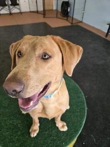 A young large-sized male Yellow / Tan / Blond / Fawn Labrador Retriever dog named Bubby for adoption in Warrington, PA