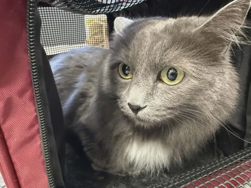 An adult medium-sized female Russian Blue cat named Hazy for adoption in Grand Junction, CO