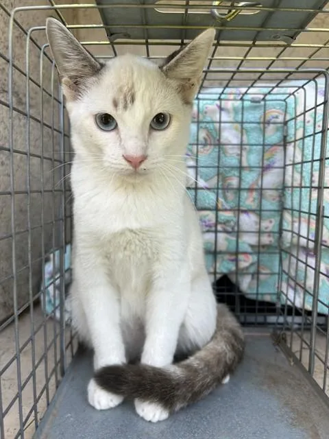 A baby small-sized female Domestic Short Hair cat named Marble for adoption in Oklahoma City, OK