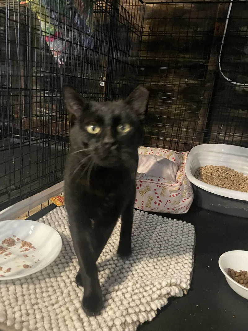An adult medium-sized male Black Domestic Short Hair cat named Dude for adoption in Kent, OH