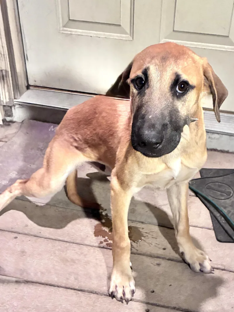 A baby medium-sized male Retriever dog named Kurtis for adoption in West Chicago, IL
