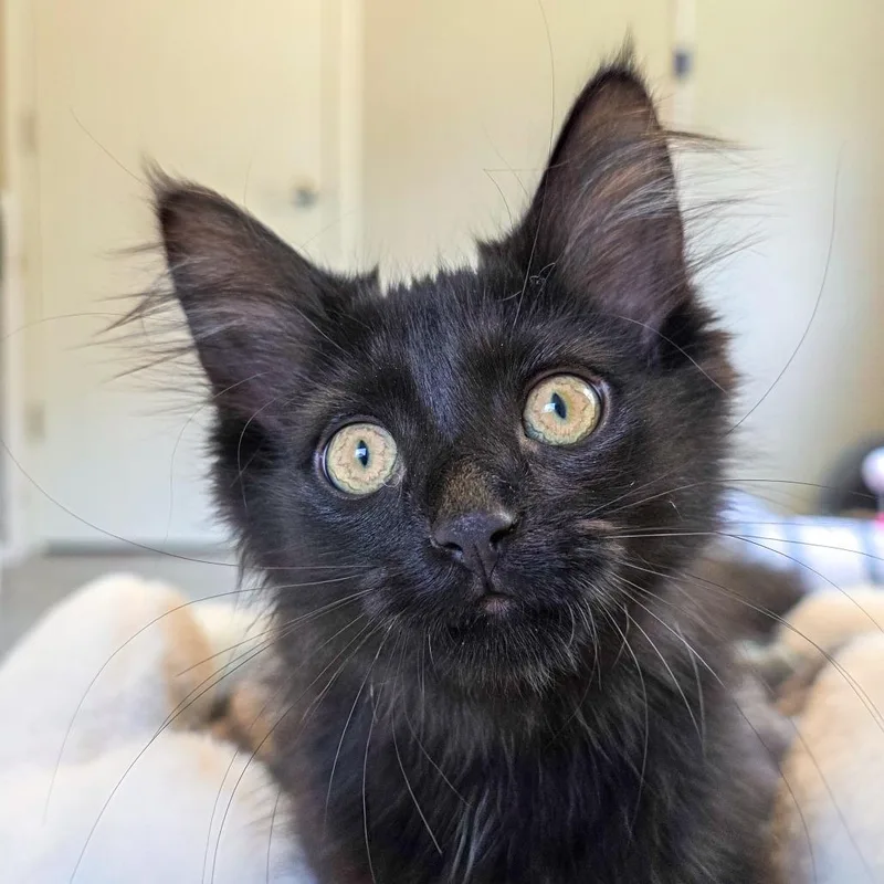Matilda