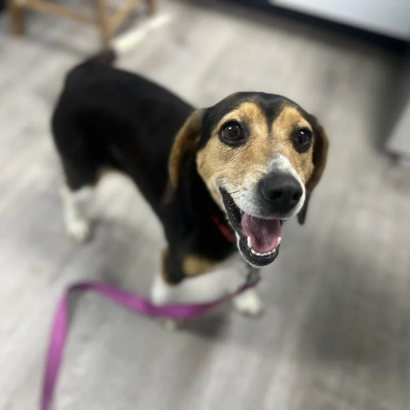 A young medium-sized female Beagle dog named Kipper for adoption in State College, PA