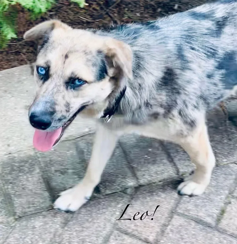 A young medium-sized male Gray / Blue / Silver Australian Shepherd dog named Leo for adoption in Elburn, IL