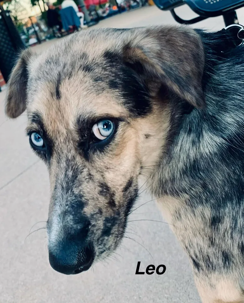 Leo thumbnail 2