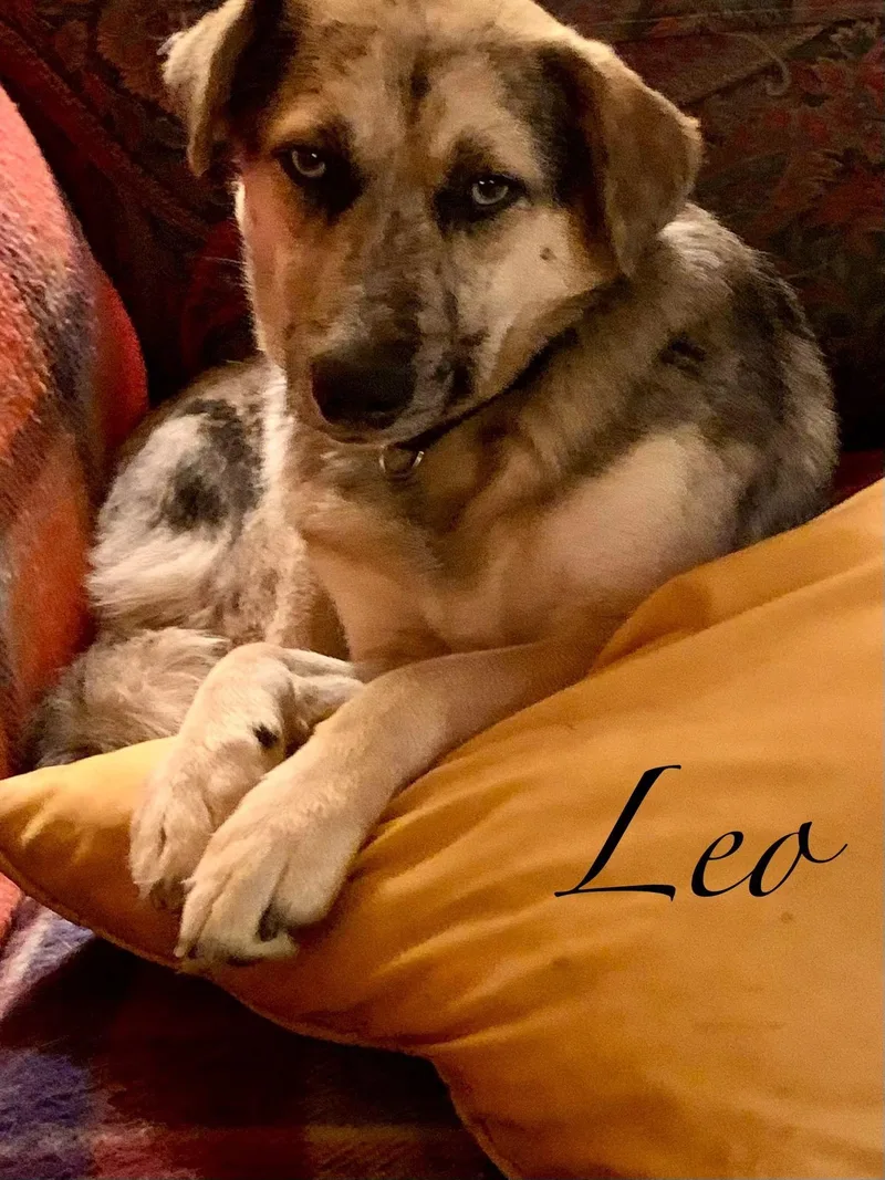 Leo thumbnail 5