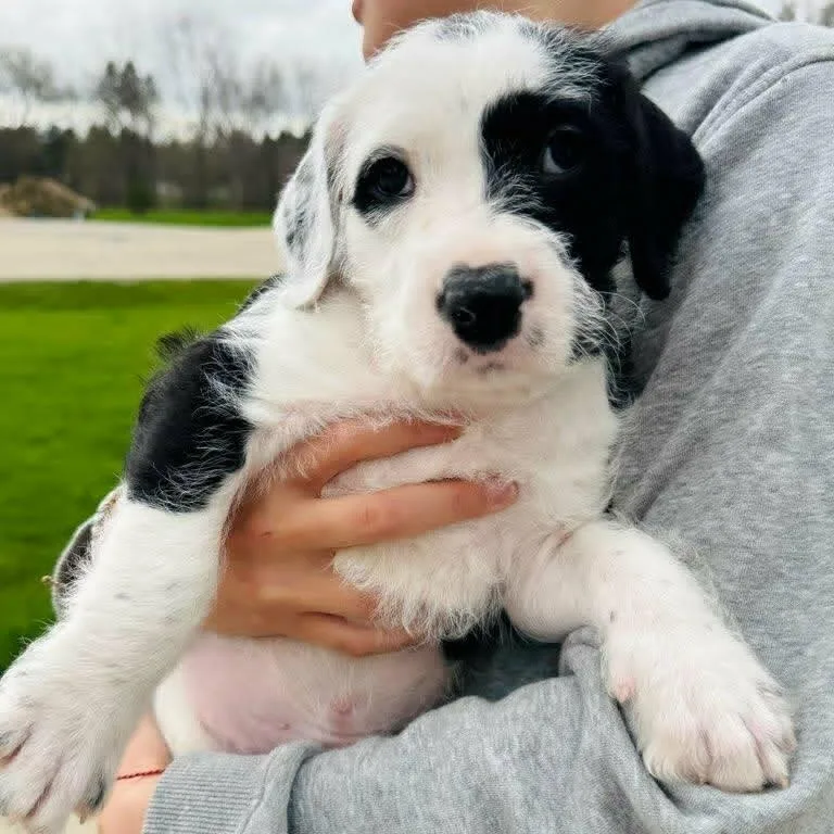 A baby medium-sized male Black Mixed Breed dog named Stanley for adoption in Watertown, WI