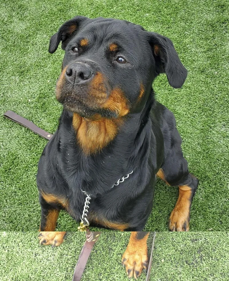 An adult large-sized female Black Rottweiler dog named Tori for adoption in Oswego, IL