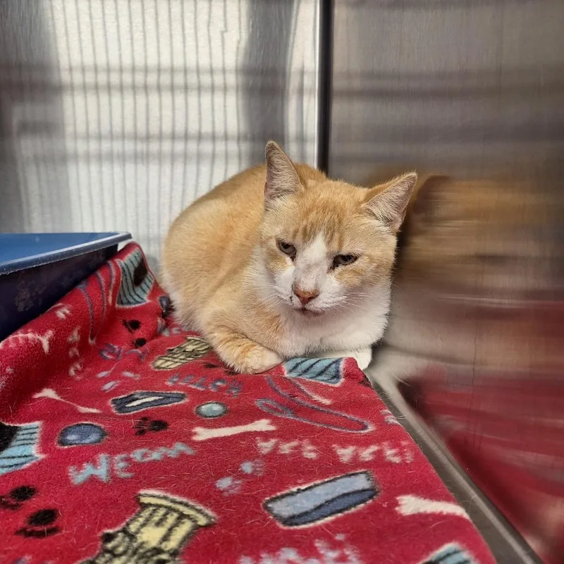 An adult medium-sized male Domestic Short Hair cat named Noah for adoption in Gautier, MS