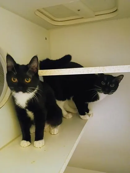 A young small-sized male Domestic Short Hair cat named Skylar for adoption in Beatrice, NE