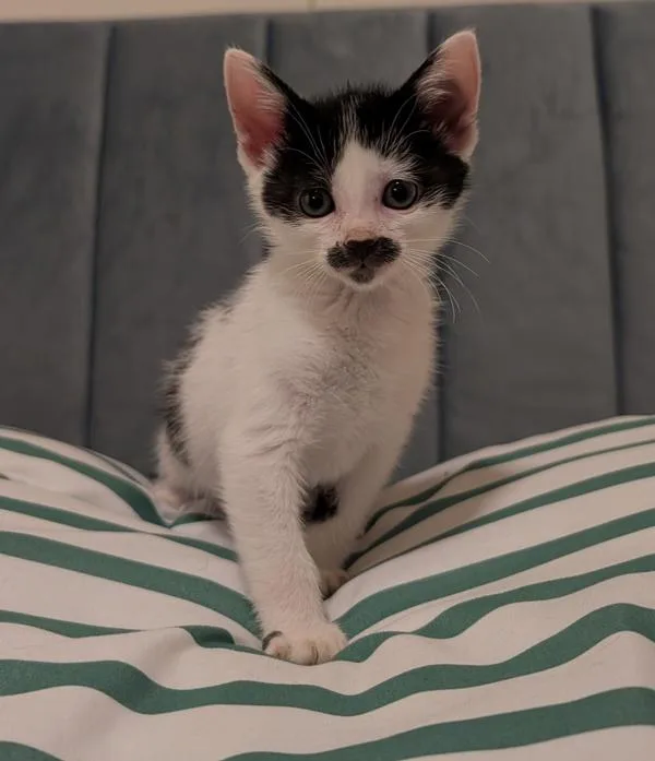 Frida