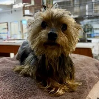 A young small-sized male Bicolor Yorkshire Terrier dog named Wrangler for adoption in Broken Arrow, OK