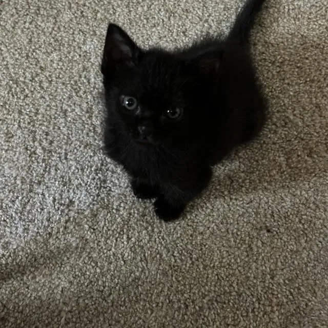 A baby small-sized female Domestic Medium Hair cat named Dj for adoption in Auburn, CA