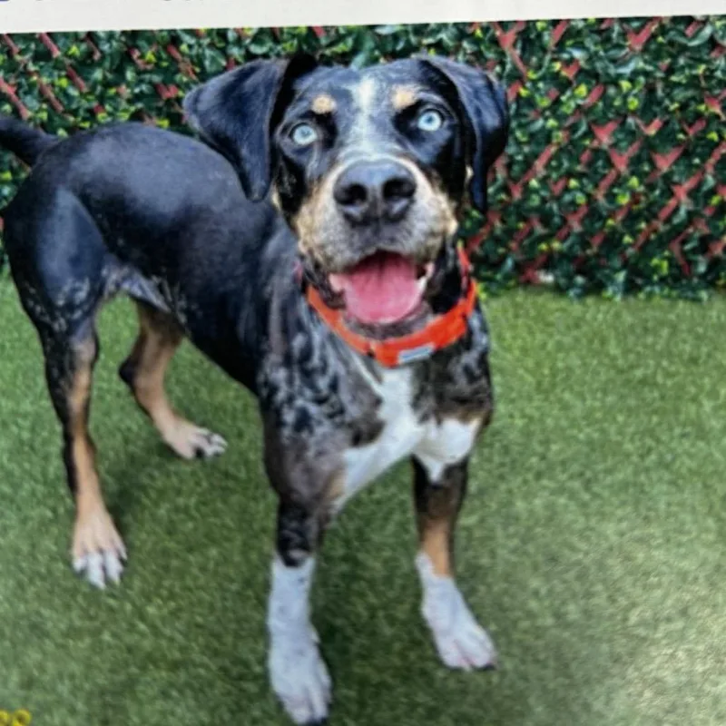An adult medium-sized female Black Catahoula Leopard Dog dog named Lunar for adoption in Jupiter, FL