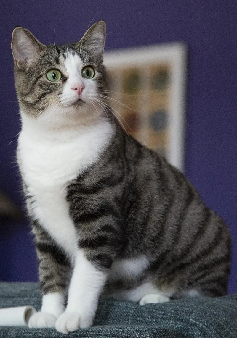 An adult medium-sized female Tabby (Tiger Striped) Domestic Short Hair cat named Charli for adoption in Chicago, IL